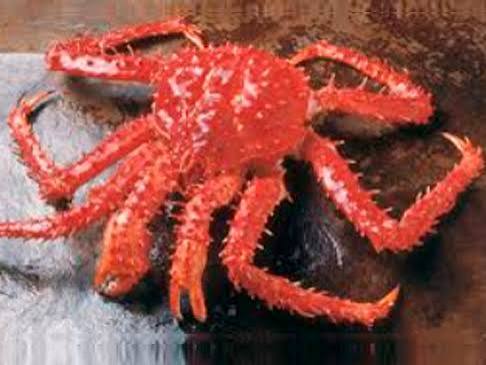 Southern king crab (centolla) on the shore